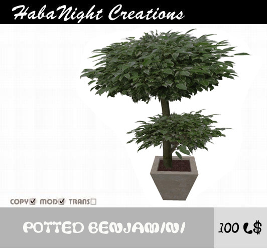 Potted Benjaminii / COPY+MOD