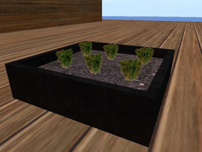 Lettuce Starter vegetable tray