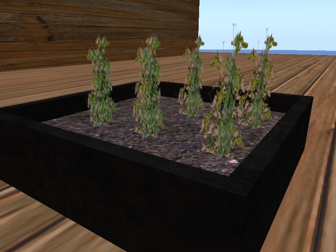 Sweet peas Starter Tray