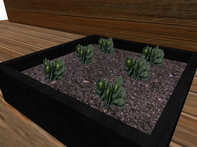 Cabbage Vegetable starter tray