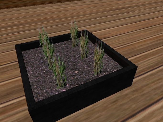 Corn Stalks Vegetable starter tray