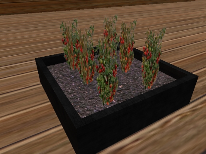 Tomato Starter vegetable tray