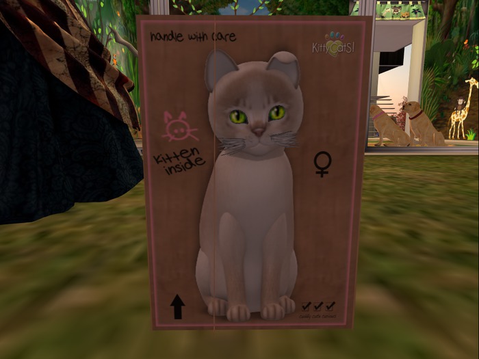 KittyCatS Box - New Born Kitten