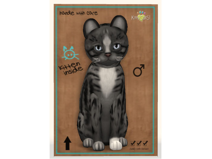 KittyCatS Box - New Born Kitten