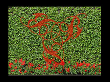 Red Flowers and Bush Hedge Privacy Screen for Builders, Garden fence, hedgerow, Bush, Hecke 5003