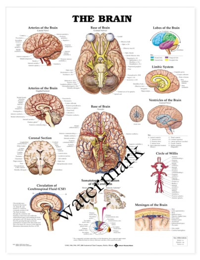 SWE Poster - The Brain