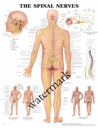SWE Poster - The Spinal Nerves
