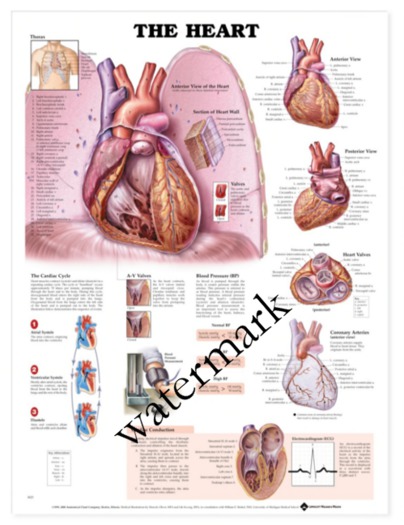 SWE Poster - The Heart