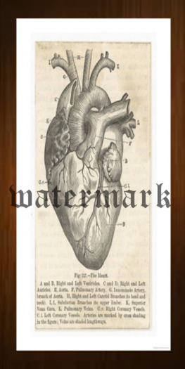 SWE Poster - Medieval Anatomy Heart