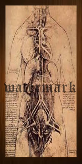 SWE Poster - Medieval Anatomy Organs