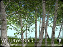TREES - Wildwood - Giant Silver Birch - SEASON CHANGING - C/M