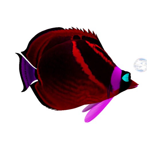 (7S) Common Fish: Red Raccoon Fish