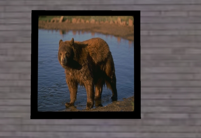 Picture Bear Black Frame