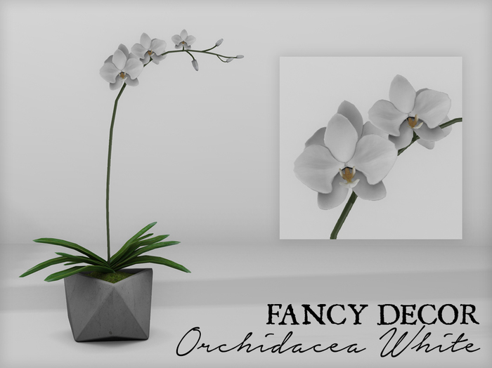 Fancy Decor: Orchidaceae (white)