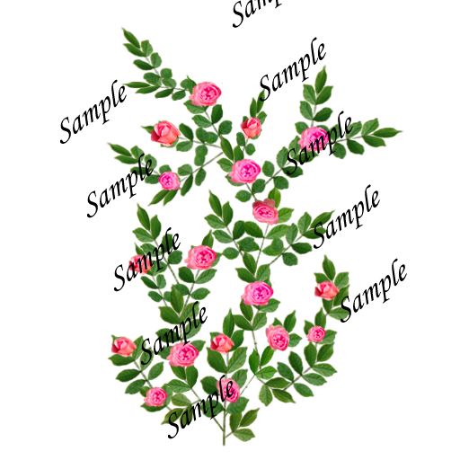 Fantasy China pink Roses Texture
