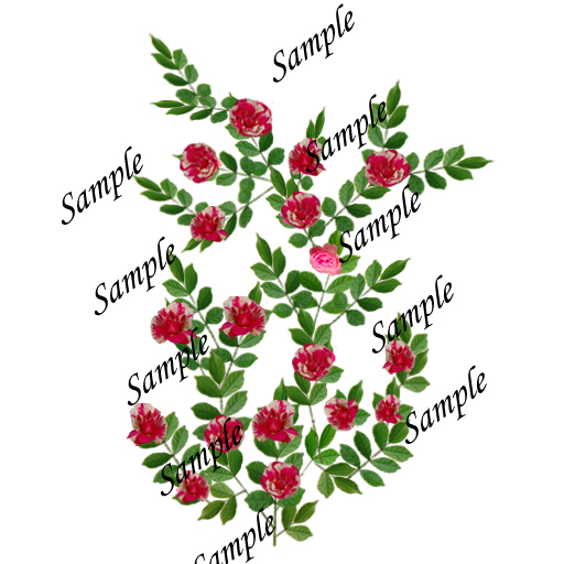 Fantasy China Red Roses Texture