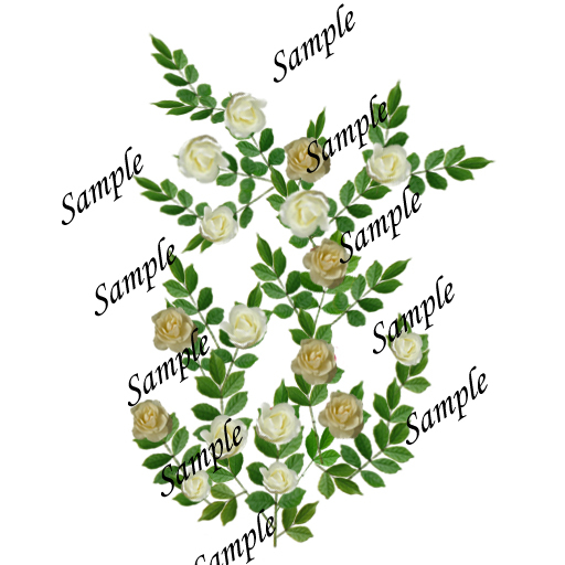 Fantasy China White Roses Texture
