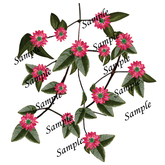 Fantasy China Red flowers PNG texture