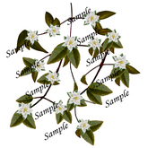 Fantasy China White flowers PNG texture-2