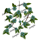 Fantasy China Blue flowers PNG texture