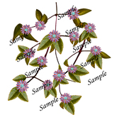Fantasy China blue pink flowers PNG texture