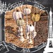 Glam pumpkins 001