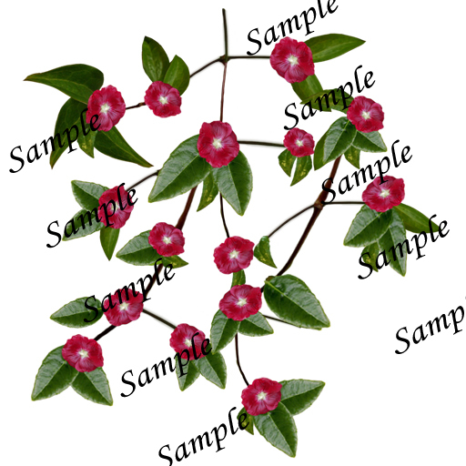 Red flowers PNG texture