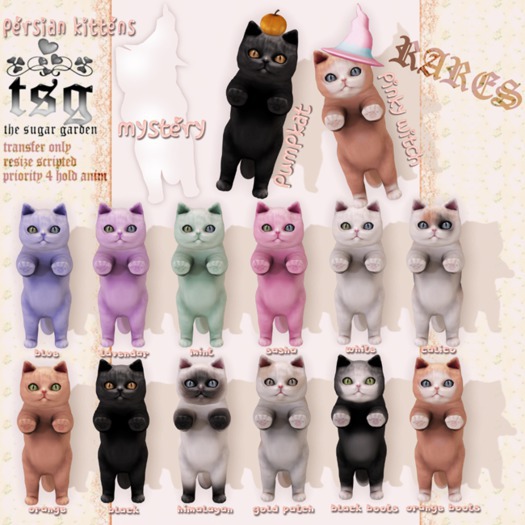 .tsg. Persian Kitten - Pinky Witch Rare
