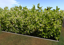 Beautiful Hedge with White Flowers, Bush, Hecke Full Perm 4402