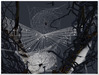 Spiderweb 003