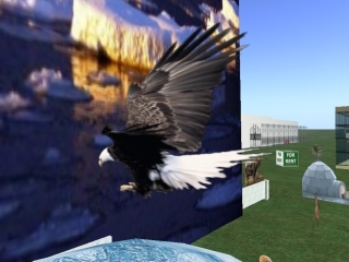 Alaskan Bald Eagle Boxed