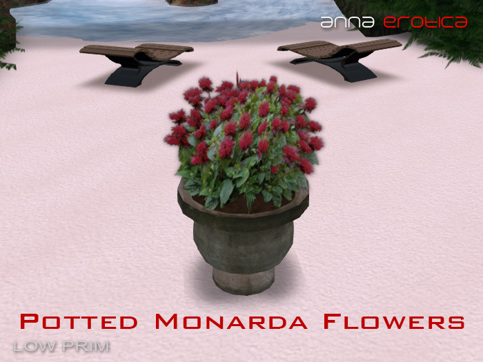 AnnaErotica - Potted Monarda Flowers