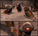 Ad birds 512