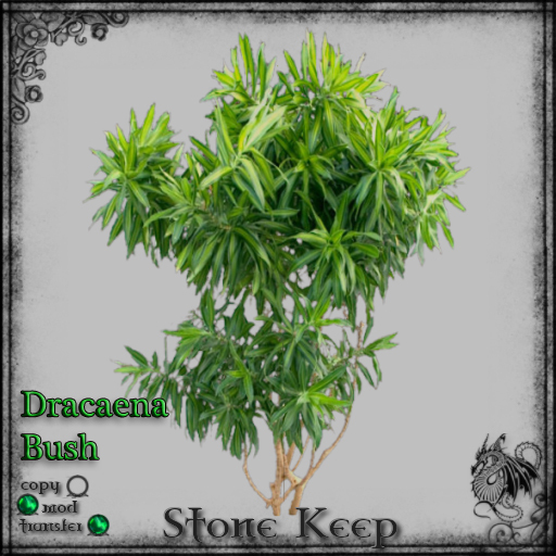 [SK] Dracaena Bush