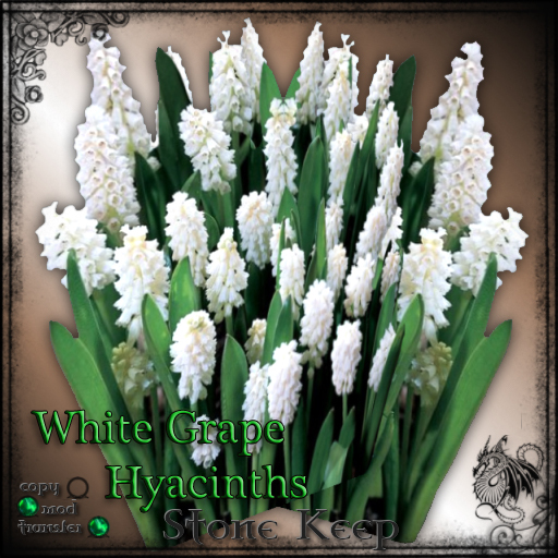 [SK] White Grape Hyacinths