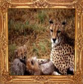 LIONS GLARE