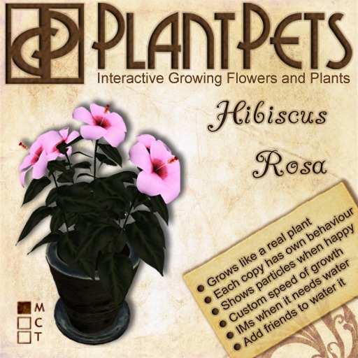 PlantPet Seed [Hibiscus *Rosa*]
