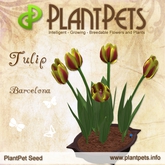 PlantPet Seed [Tulip *Barcelona*]