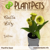 PlantPet Seed [Calla Lily *Yellow*]