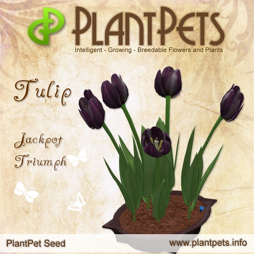 PlantPet Seed [Tulip *Jackpot Triumph*] rare Release Day 29.06.2015