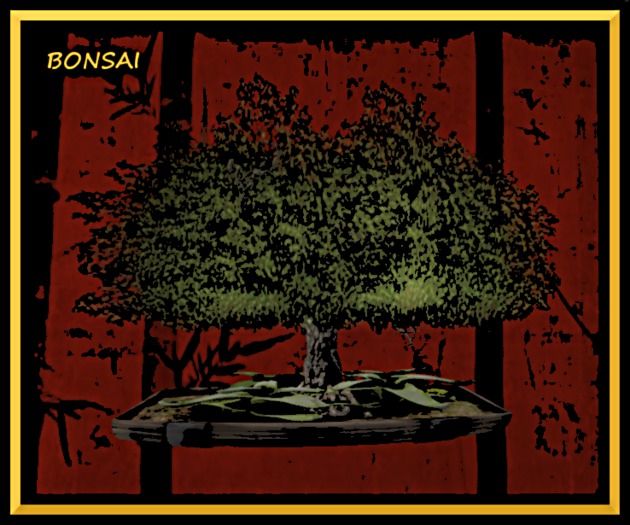 # ZEN MASTER Bonsai Tree