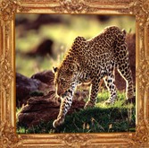 LEOPARD STALKING