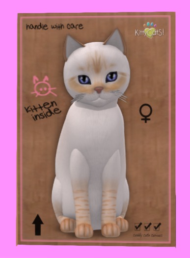 KittyCatS Box - Balinese - Flame Lynx