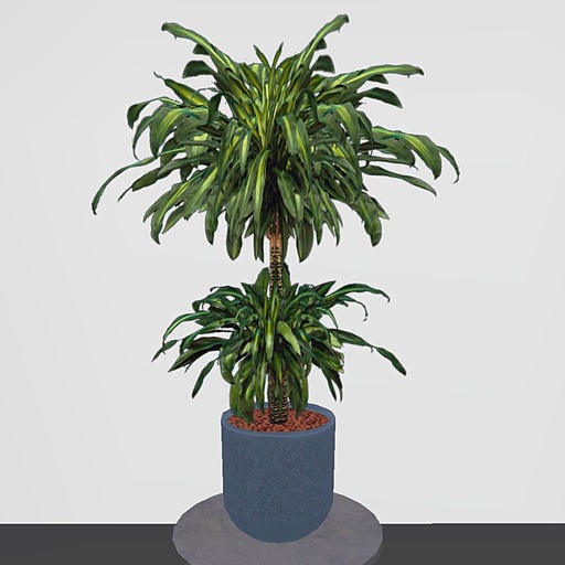 Yucca Potted Plant