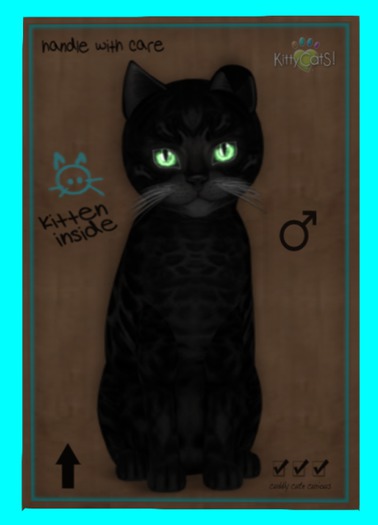 KittyCatS Box - Bengal - Black