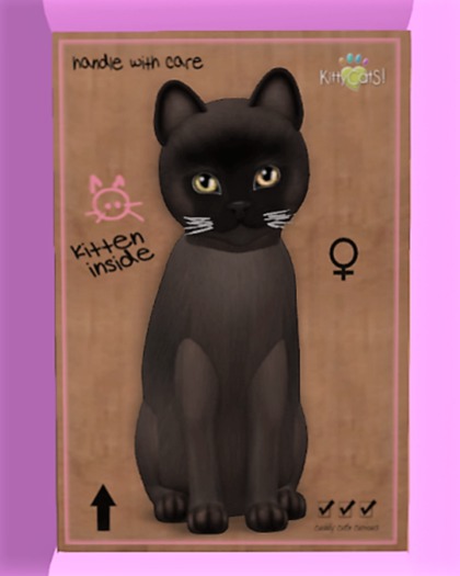 KittyCatS Box - Burmese - Sable