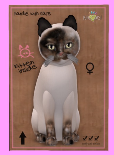 KittyCatS Box - Siamese - Chocolate Tortie