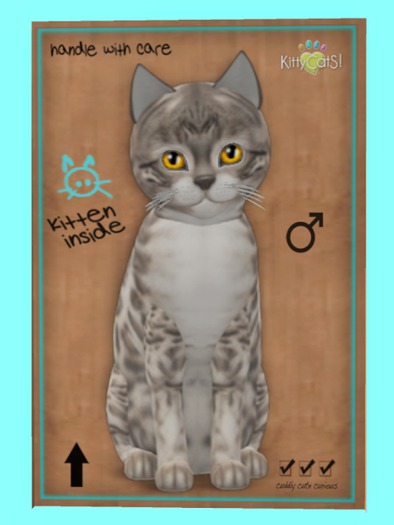 KittyCatS Box - Bengal - Snow