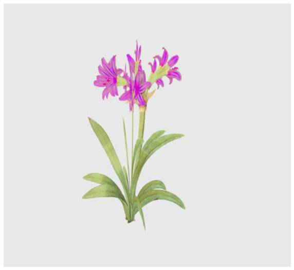 Purple Garden Flowers Copy/Modify 