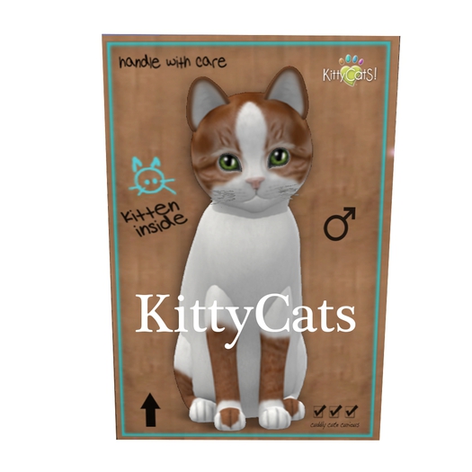 60 KittyCats Box - New Born Kitten